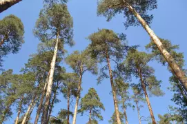 Глубины мещёрского края