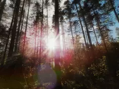 Тихо в лесу...